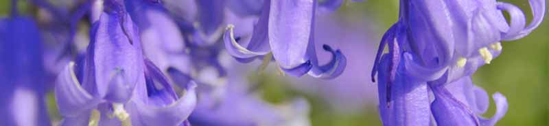 Picture of Bluebell flowers