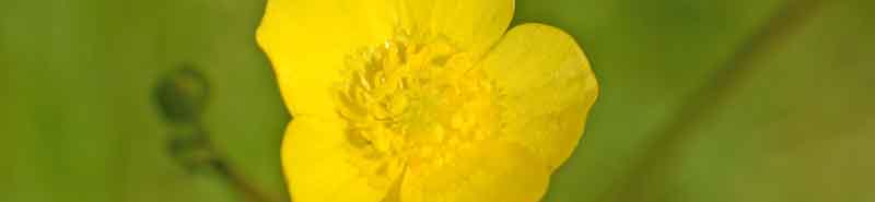 Picture of a Buttercup flower