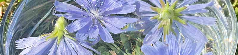 Chicory flowers potentising in a bowl