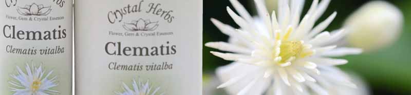 10ml and 25ml bottles of Clematis Bach Flower Remedy with a Clematis flower