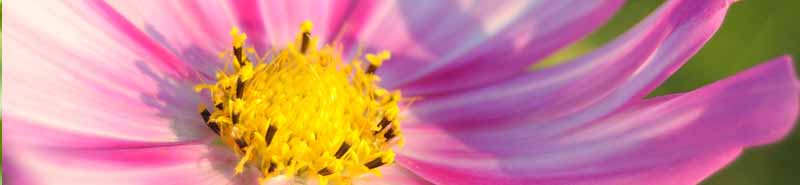 Picture of a Cosmos flower