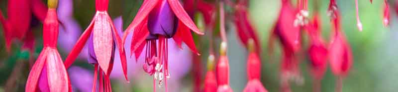 Picture of Fuchsia flowers