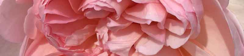Picture of a Gentle Hermione Rose flower