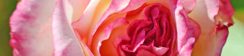 Close up of a Handel Rose flower