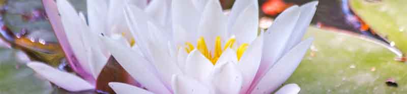 Picture of Lotus flowers in water