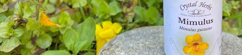 Picture of a bottle of Mimulus Bach Flower Remedy with Mimulus flowers