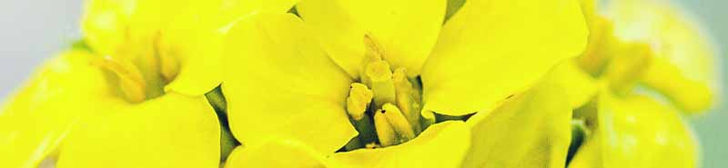 Mustard - Bach Flower Remedies A picture of Mustard flowers