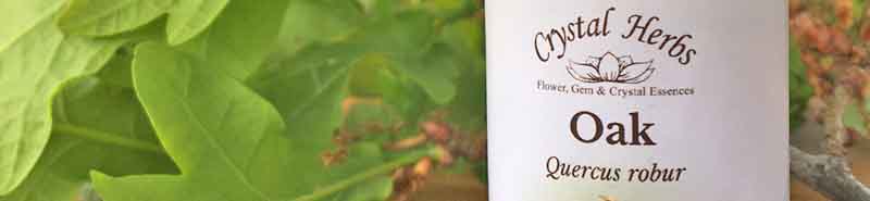 Picture of a bottle of White Chestnut Bach Flower Remedy with White Chestnut flowers