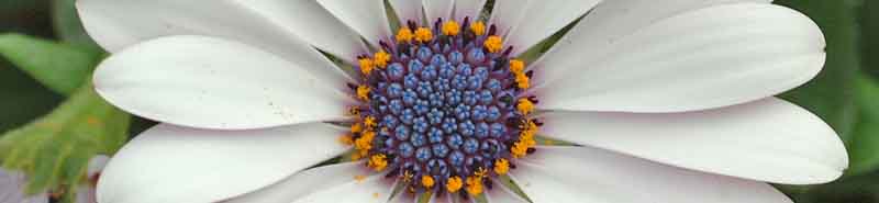 Picture of a Osteospermum flower