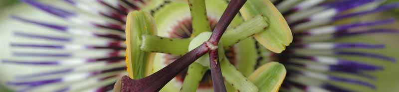 Picture of a Passionflower