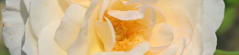 Picture of a Perdita Rose