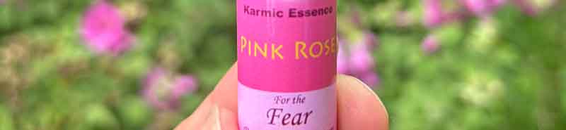 Picture of a bottle of Pink Rose Flower Essence