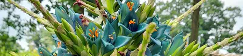 Picture of a Puya plant in flower