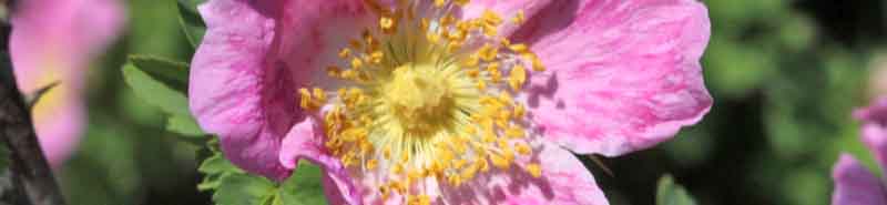 Picture of a Rosa Webbiana flower