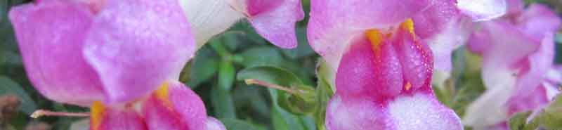 Picture of a Snapdragon flower