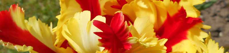 Picture of a Flaming Parrot Tulip flower