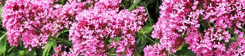 A picture of Valerian flowers