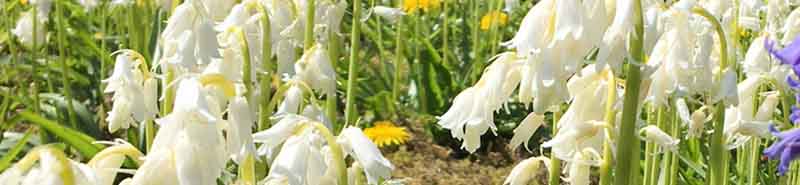 Picture White Bluebell flowers