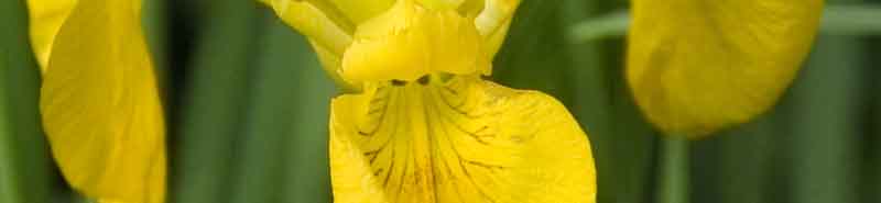 Picture of a Wild Iris flower - used in the Wild Iris Flower Essence
