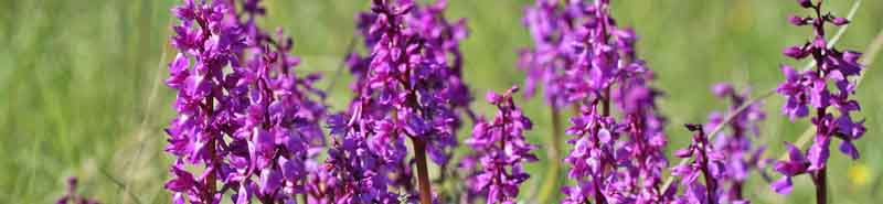 Picture of Wild Orchid flowers