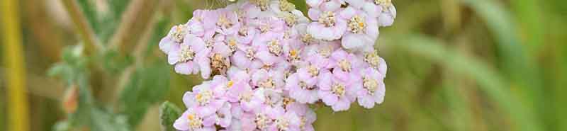Picture of Yarrow flowers