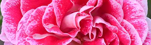 Regensberg Rose from the Rose Flower Essences