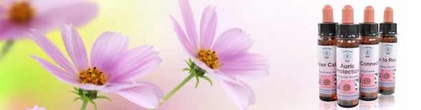 The Divine Harmony Essences The Divine Harmony Essences