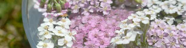 Making a Flower Essence - Yarrow Making a Flower Essence - Yarrow
