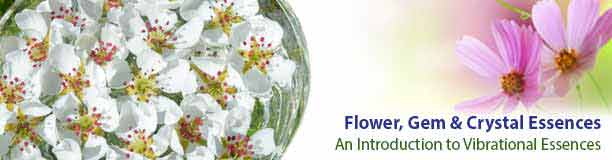 Flower Essences - An Introduction Flower Essences - An Introduction