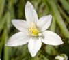 Bach Flower Remedies