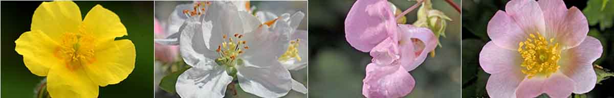 Bach Flower Remedy combinations - Rock Rose, Crab Apple, Impatiens and Wild Rose flowers