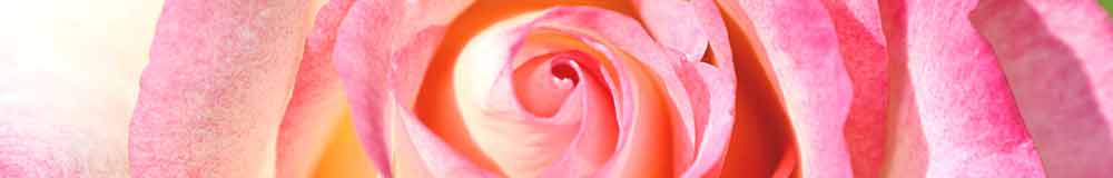A Handel Rose close up