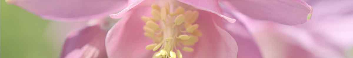 Columbine Flower close up - pink petals