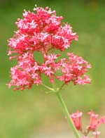 Valerian Flower