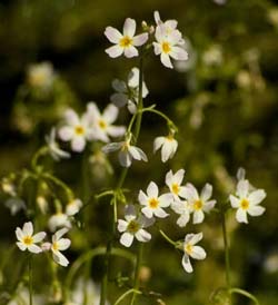 Water Violet Flowers